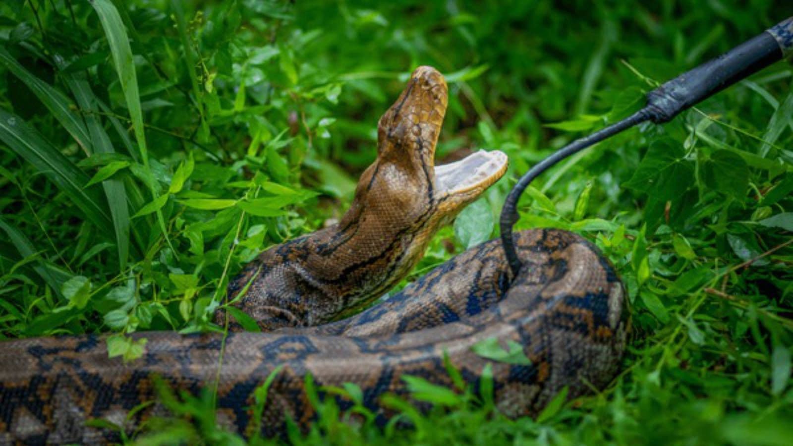 A python being handled with a hook