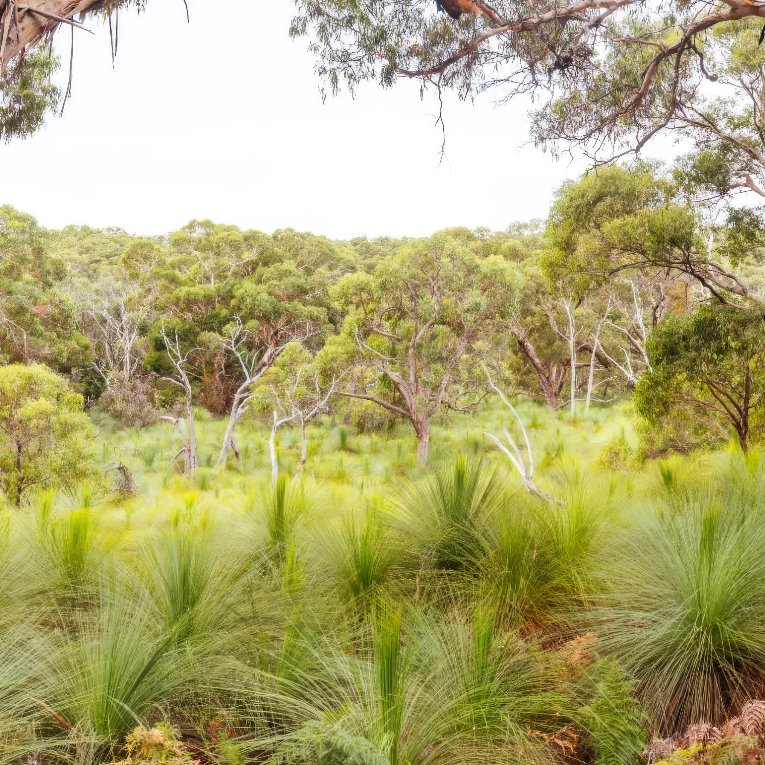 Bush regeneration work in progress