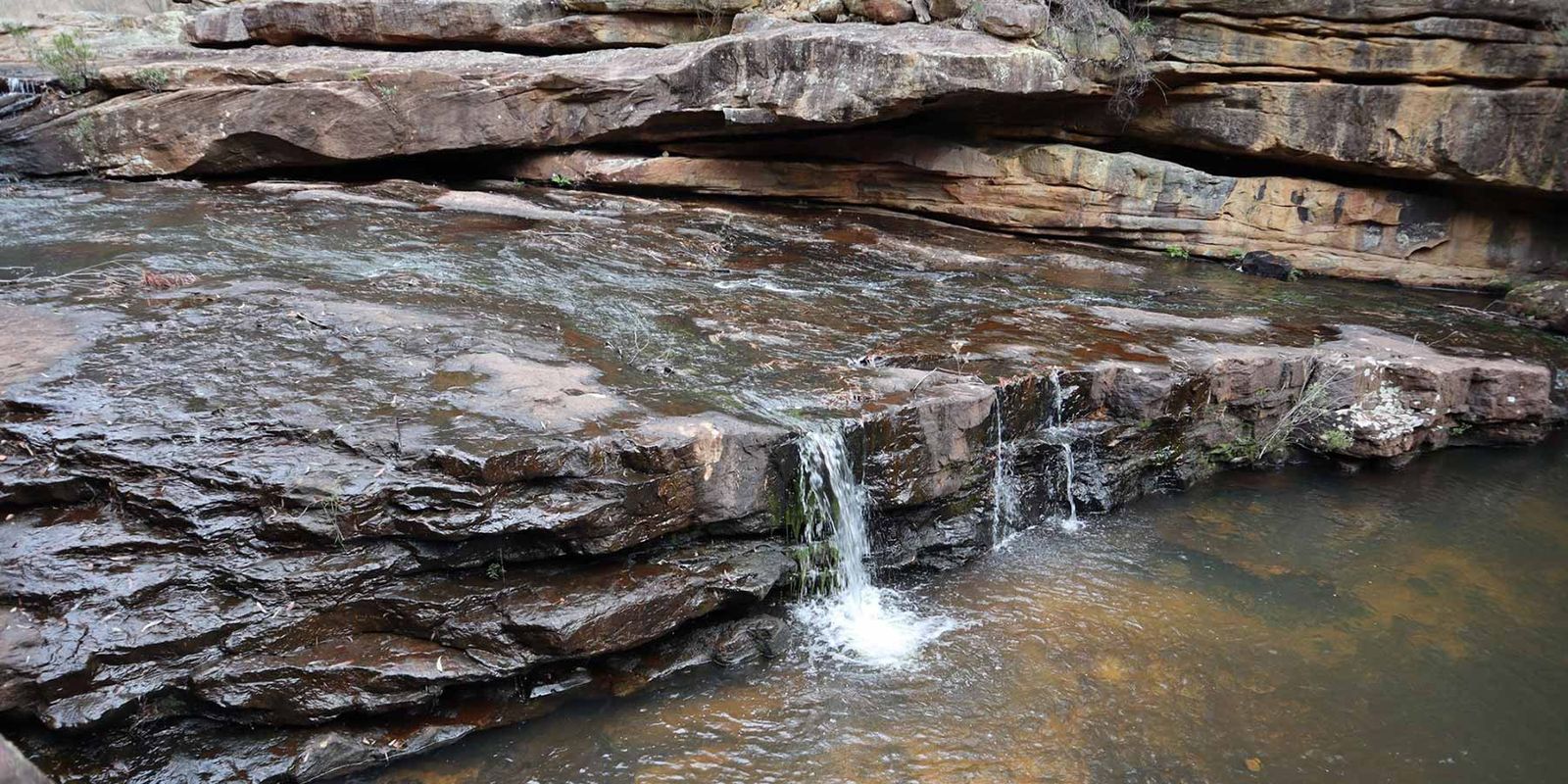 Bushland under regeneration in western Sydney
