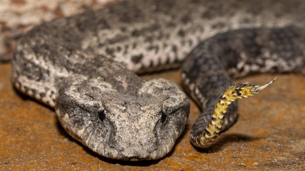 Common death adder