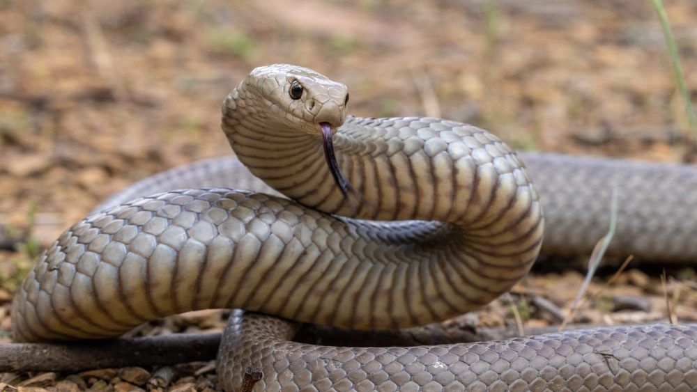 Eastern brown snake
