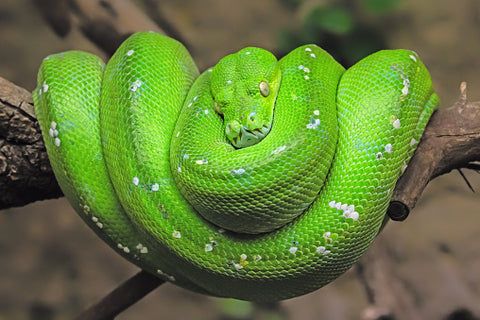 Green tree python