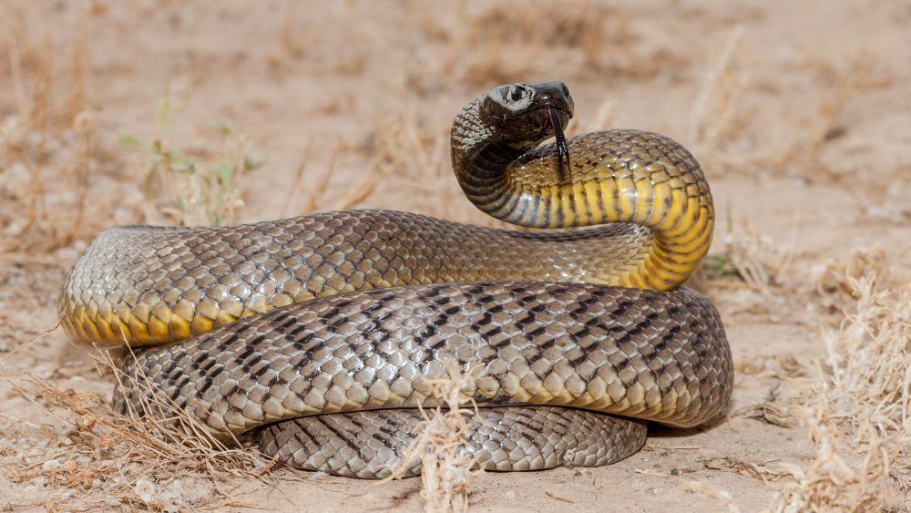 Inland taipan