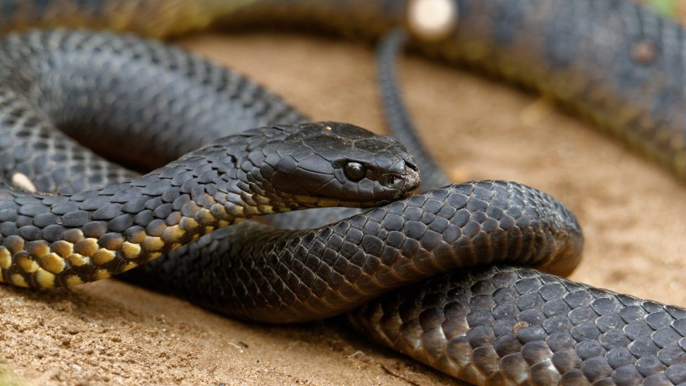 Mainland tiger snake