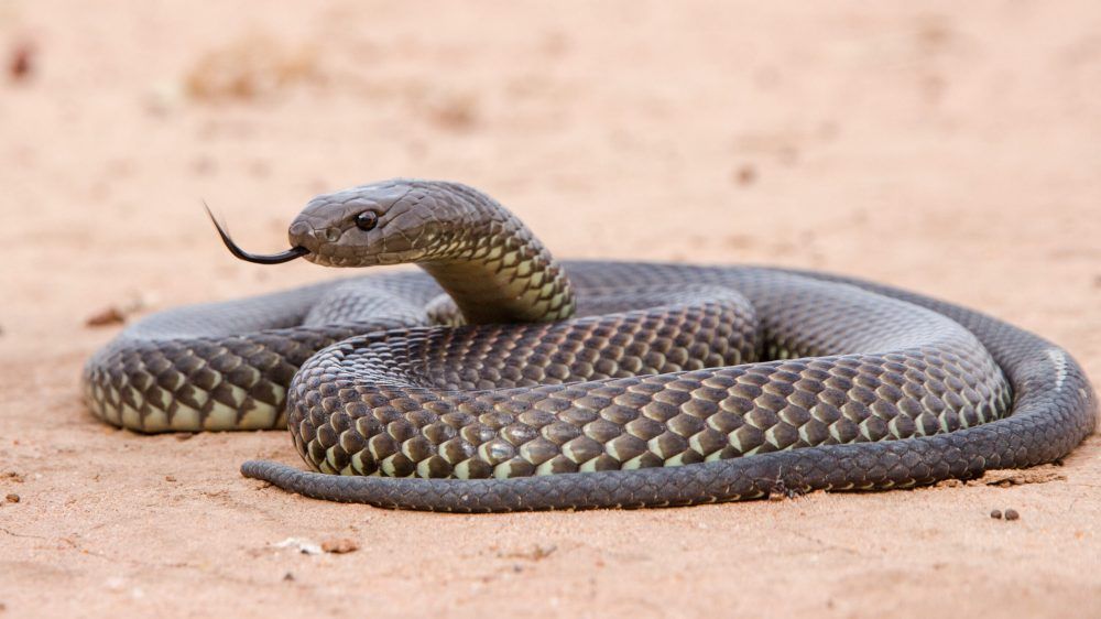 Mulga snake