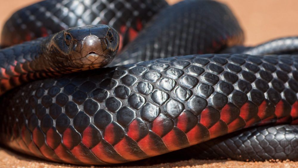 Red-bellied black snake