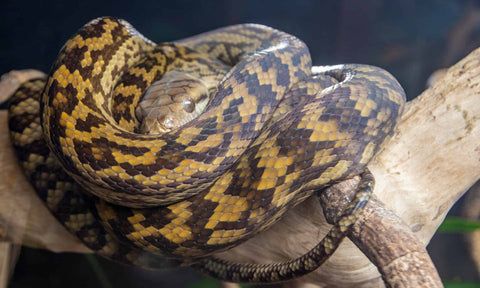 Scrub python