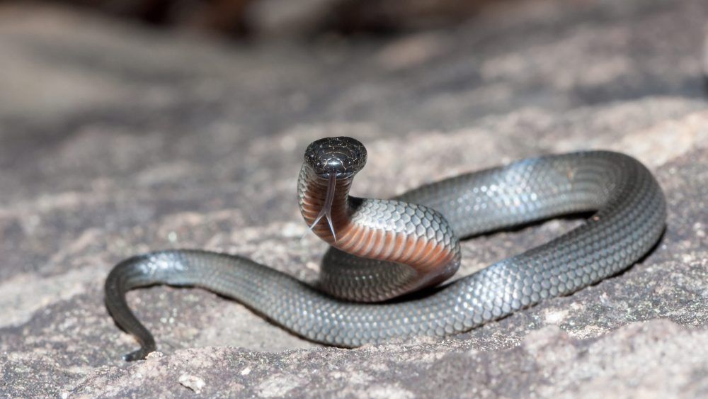 Small-eyed snake