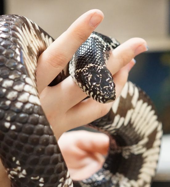 A python held safely by a licensed handler
