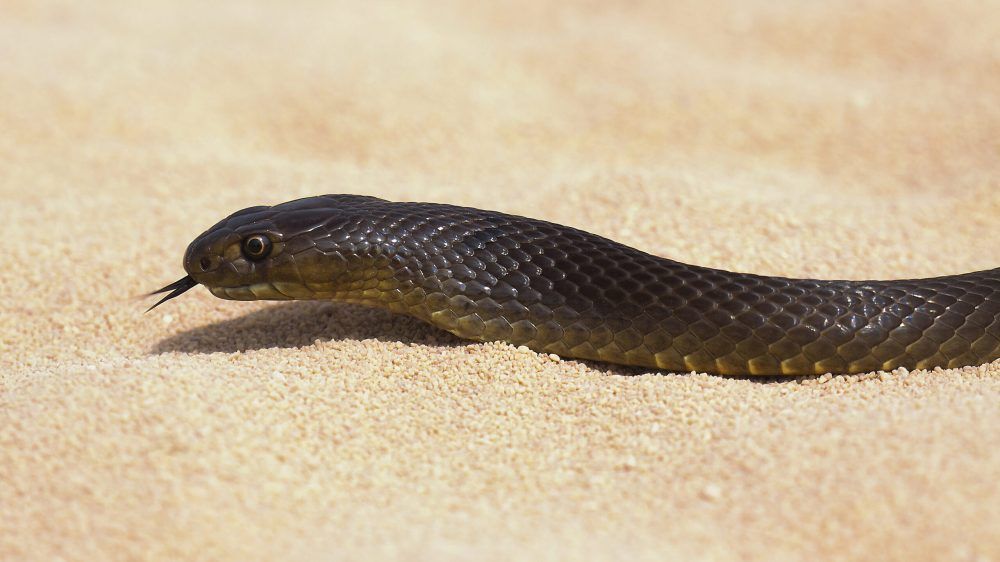 Western brown snake