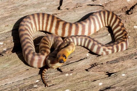 Woma python